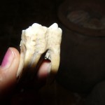 Fosslized-tooth1-150x150